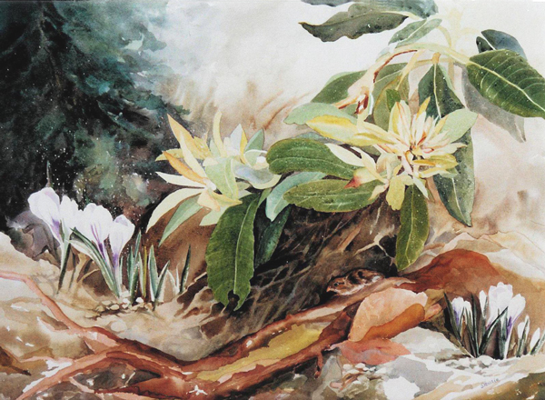 tiny quail under a Rhododendron bush