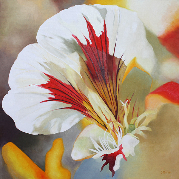 Colourful Nasturtium with stamens