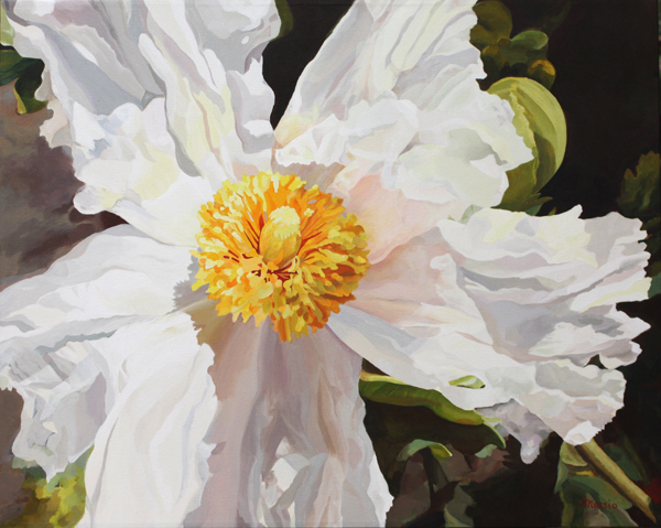 White flower with yellow centre on dark green background