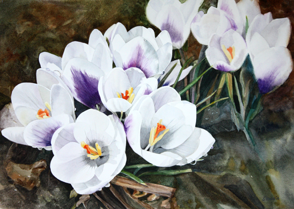 white and purple crocus