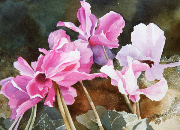 several pink cyclamen flowers on brown background