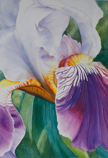 close up of a purple iris with yellow centre