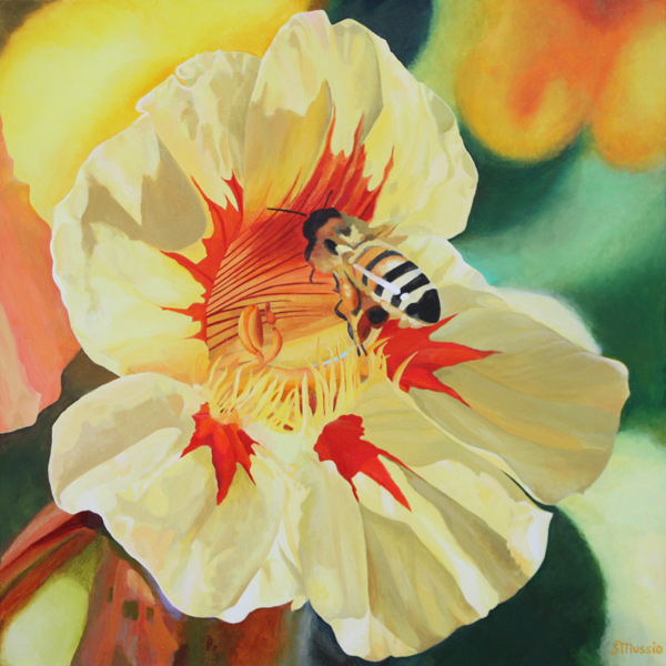 a bee in the centre of a nasturtium flower