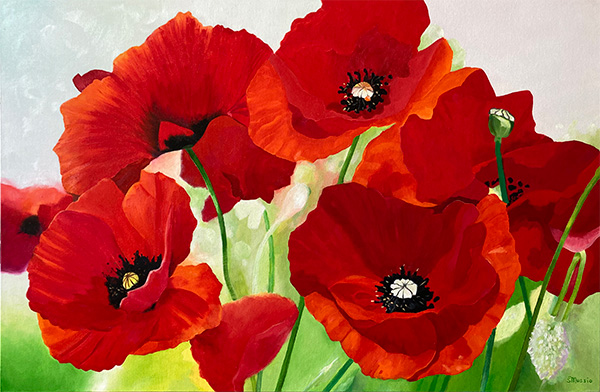 several red poppies