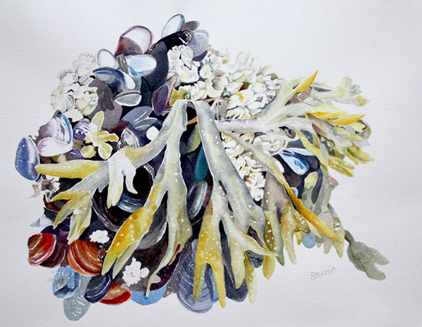 seaweed draped over barnacles and mussels