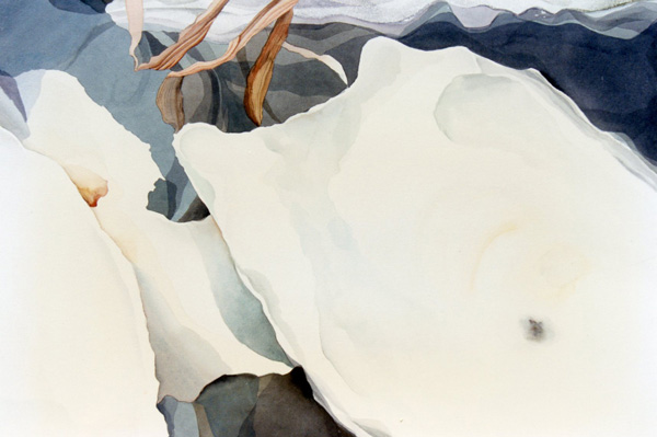 large white shells with seaweed